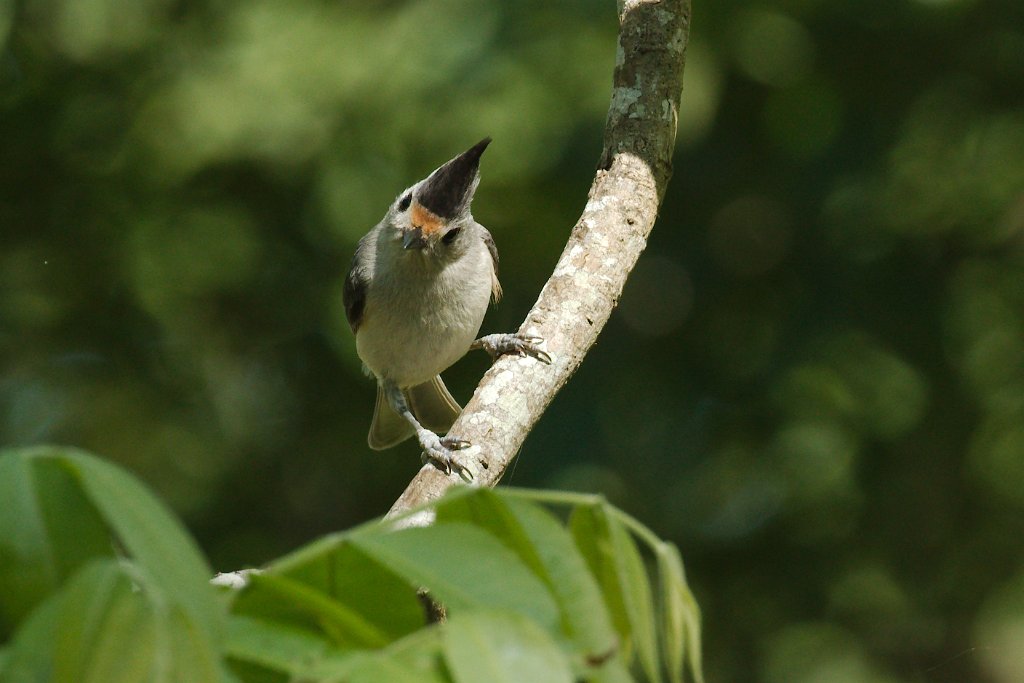 Hybrid Titmouse 2015-04-25_1.jpg
